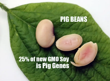 USDA approves new GMO Soybeans with 26% Pig Protein: New GMO tech has no limits