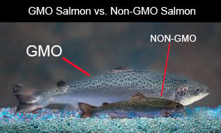 The Dark Side of Salmon: The truth about the Salmon Industry